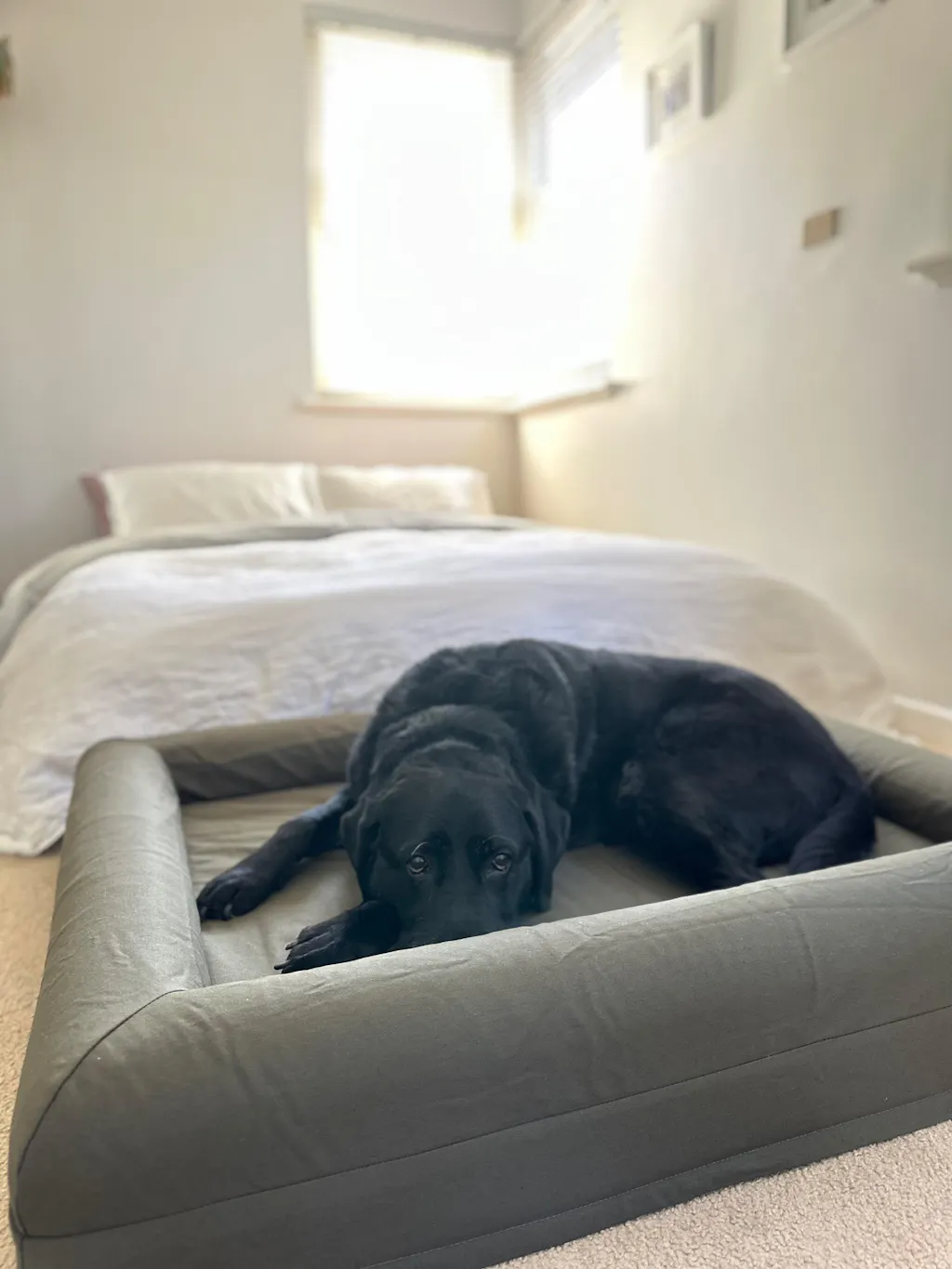 Cooling Dog Bed - Seaweed Memory Foam