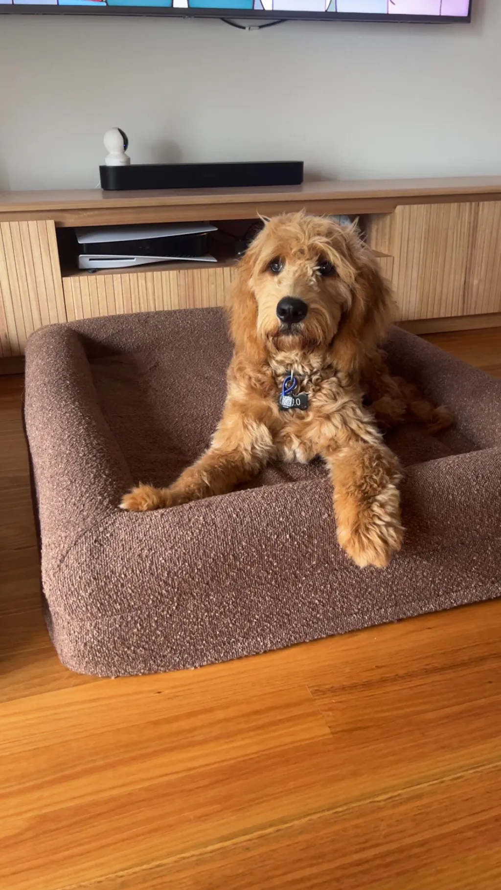 Memory Foam Dog Bed - Bouclé Cocoa