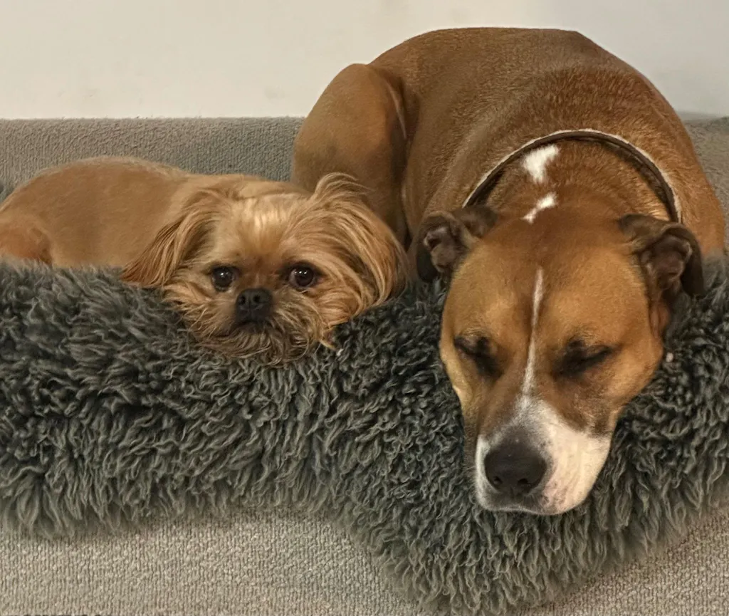 Cover - Bouclé Forest Green