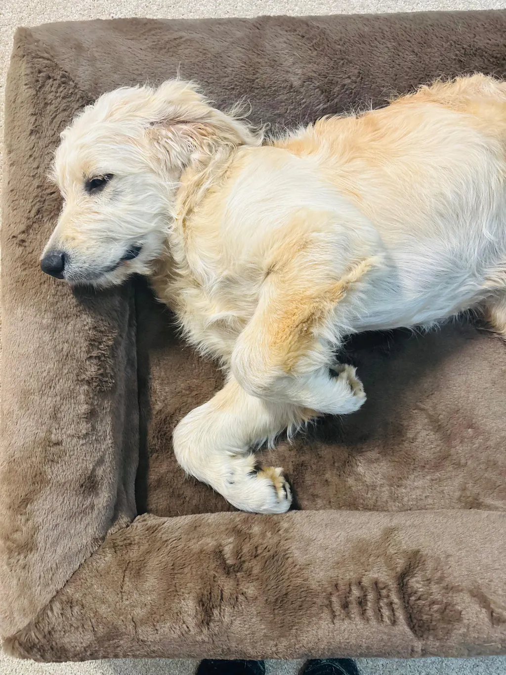 Memory Foam Dog Bed - Faux Fur Chocolate