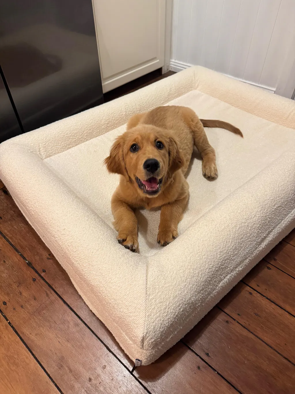 Memory Foam Dog Bed - Bouclé Ivory