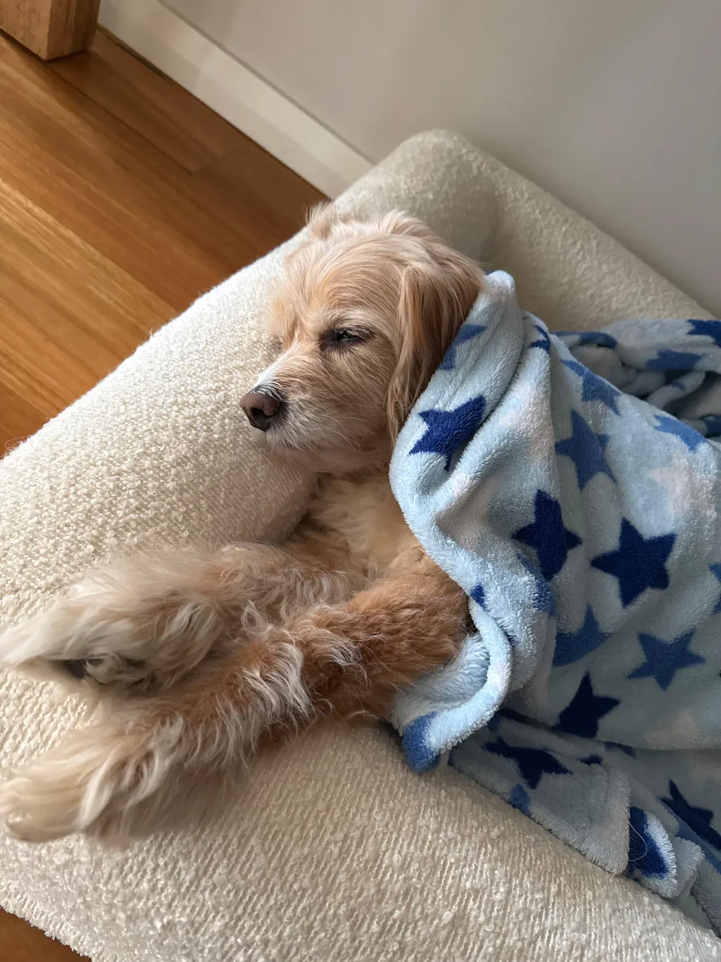 Memory Foam Dog Bed - Faux Fur Pearl