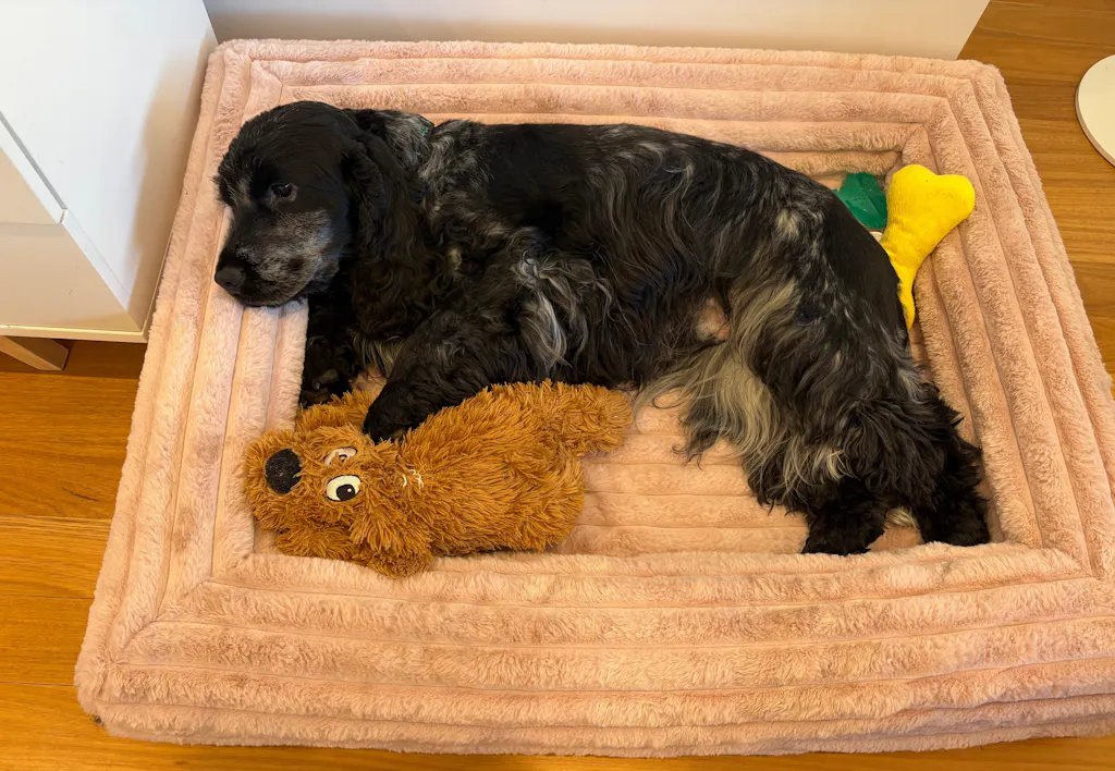 Memory Foam Dog Bed - Puffer Rosewater