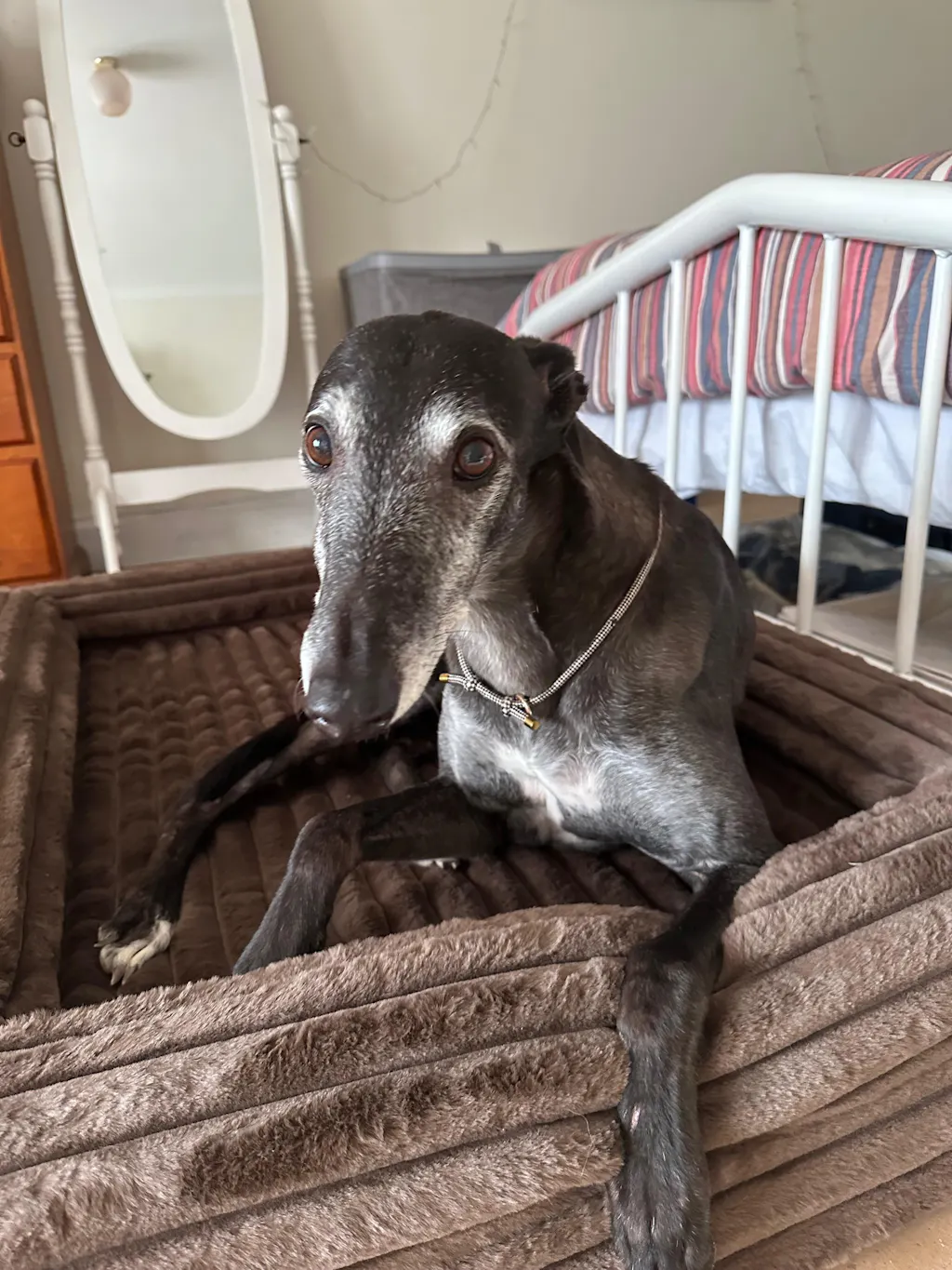 Memory Foam Dog Bed - Puffer Truffle