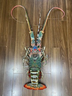 50-Inch Handmade Bamboo Lobster Model for Wall Decoration