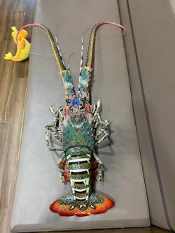 50-Inch Handmade Bamboo Lobster Model for Wall Decoration