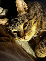 User picture