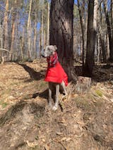 Les Pépites - Cabillaud