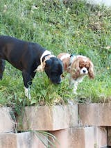 Les Pépites - Coffret découverte