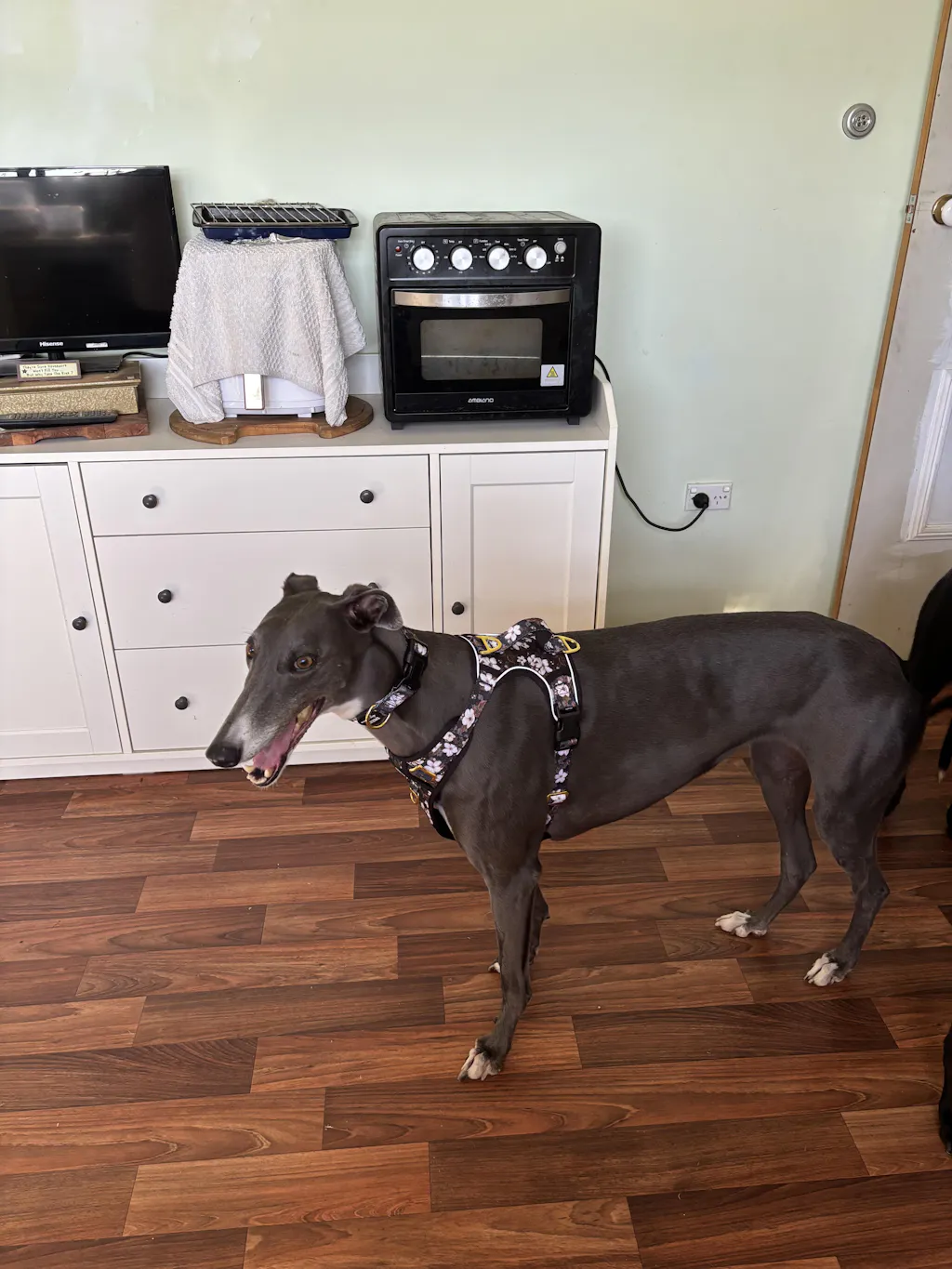 New!  Dog Collar Zoomer main image 0