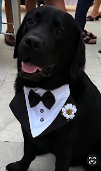 Dog Tuxedo Bandana with Flower Boutonniere - Black