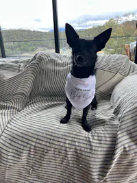 Matching Baby Onesie and Dog Bandana Pregnancy Announcement -  And then they were 4 - Big Sister