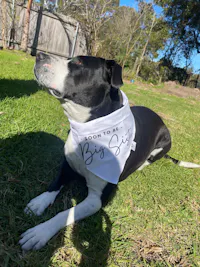 Matching Baby Onesie and Dog Bandana Pregnancy Announcement -  And then they were 4 - Big Sister