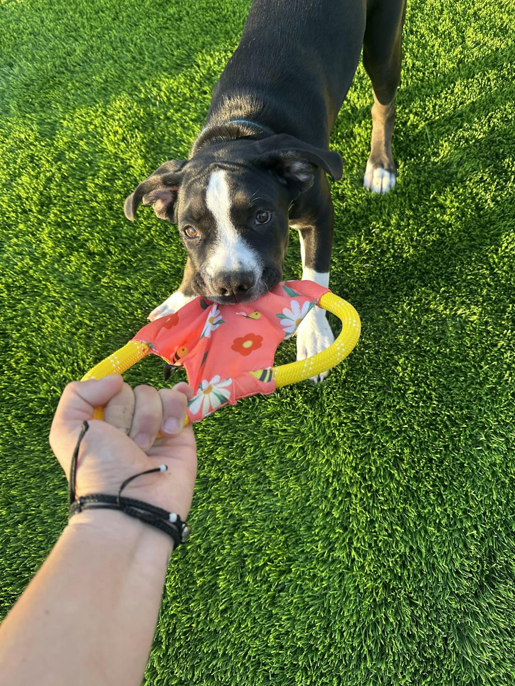 Ultimate Dog Mom Box