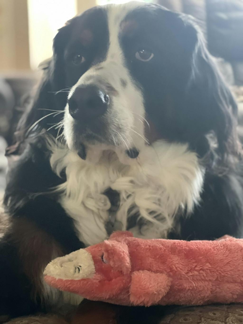 Ultimate Dog Mom Box