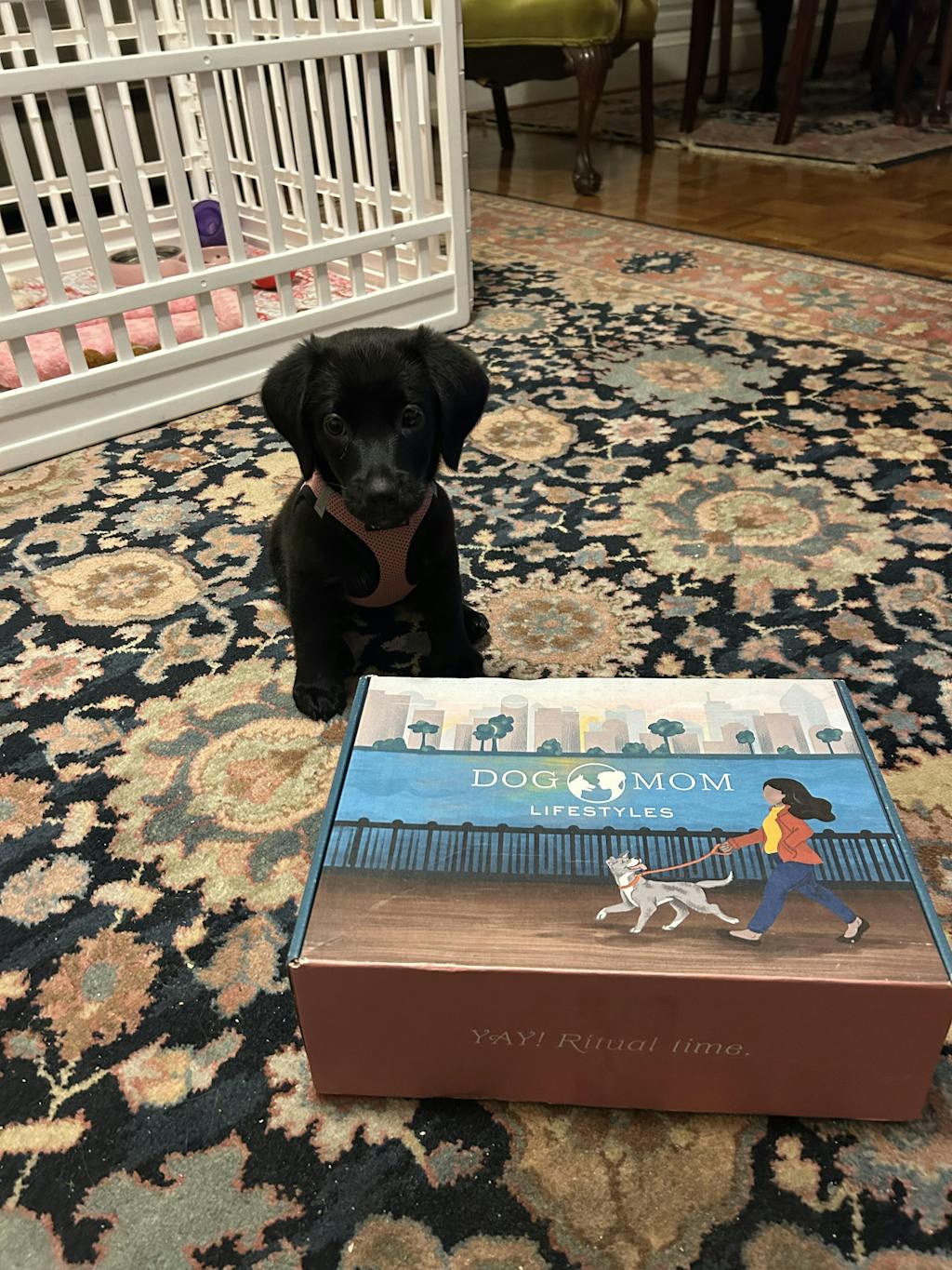 Ultimate Dog Mom Box