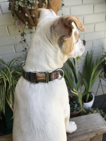 The Maya Personalised Dog Collar Leash Set Handmade Laser