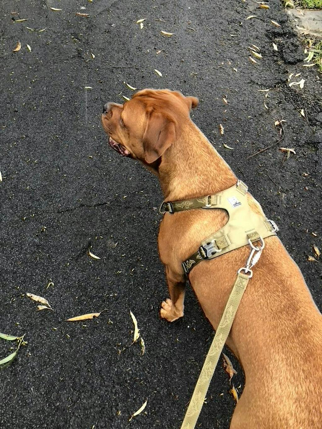 Dog Harness Light Weight No Pull Dog Nation