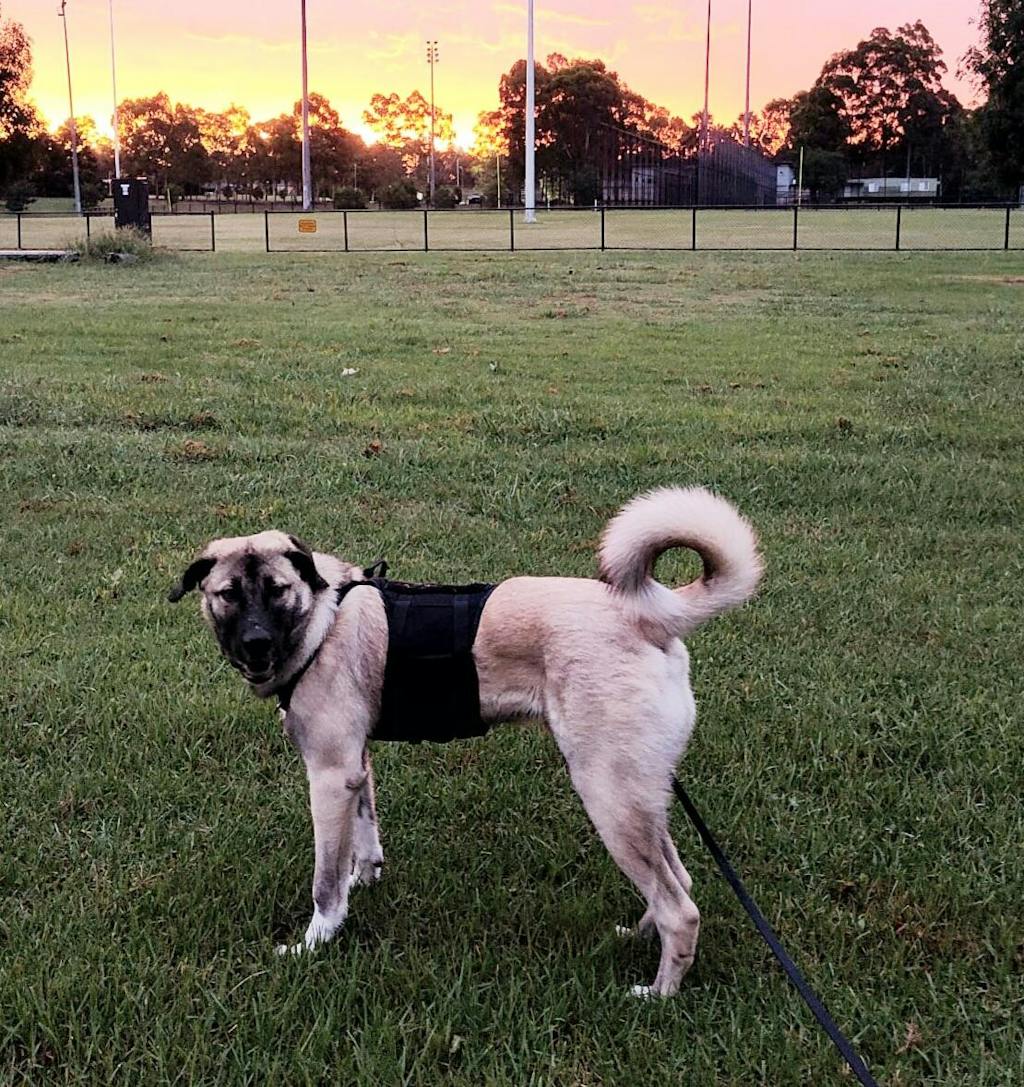 Tactical Dog Harness K9 For Medium Large Dogs Dog Nation