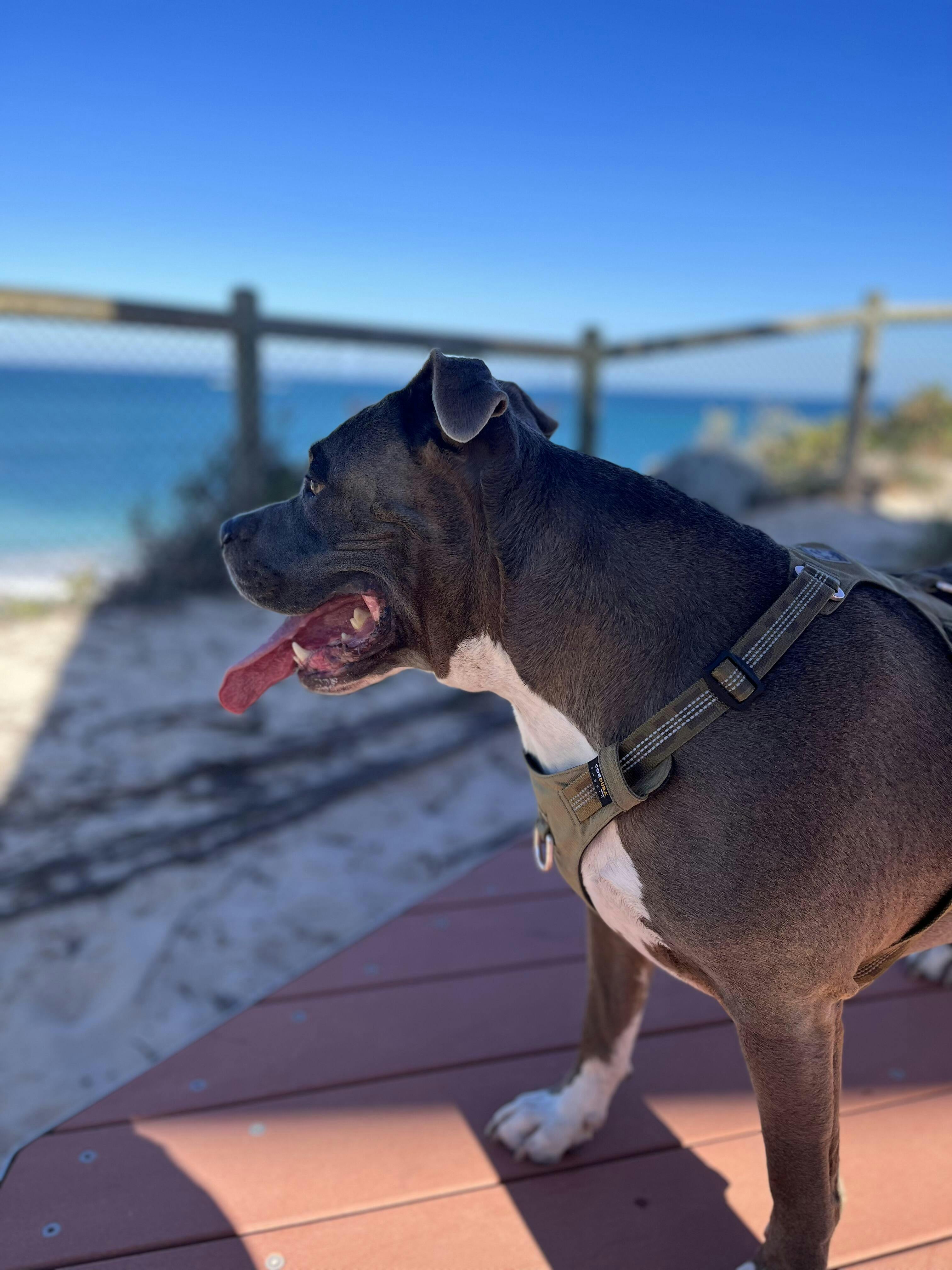 Dog Harness Ultra Light No Pull Dog Nation