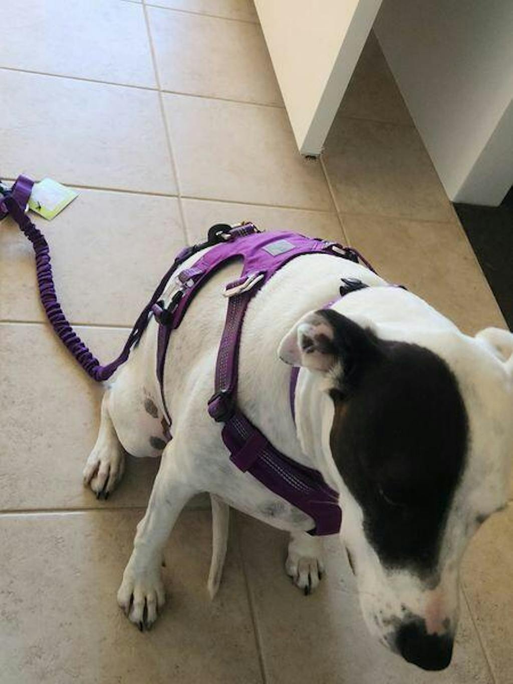 Dog Harness Ultra Light No Pull Dog Nation