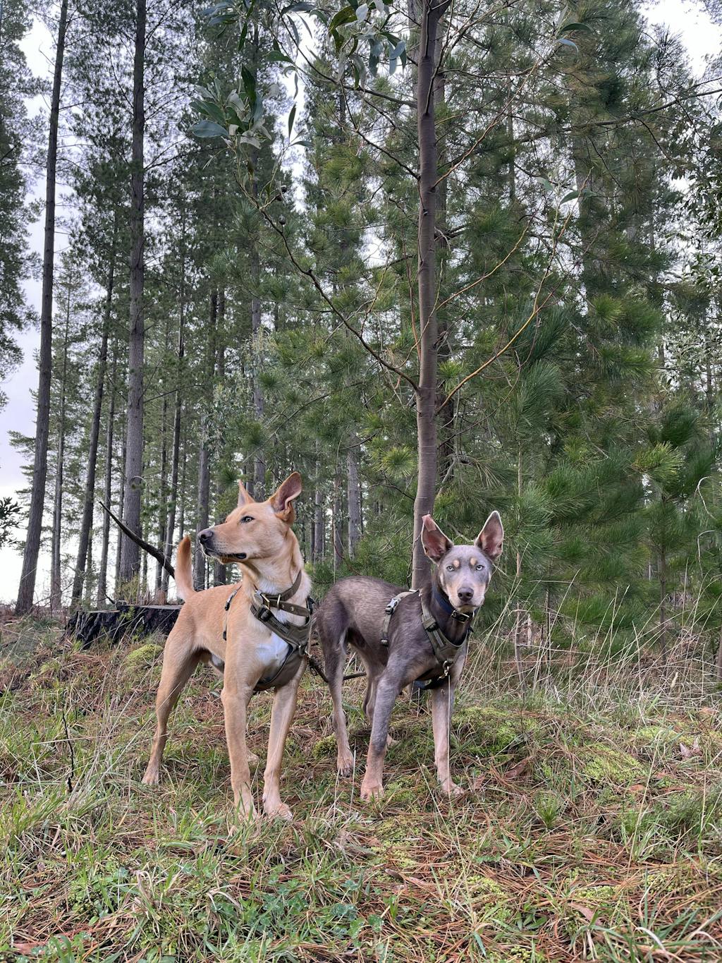 Dog Harness Ultra Light No Pull Dog Nation