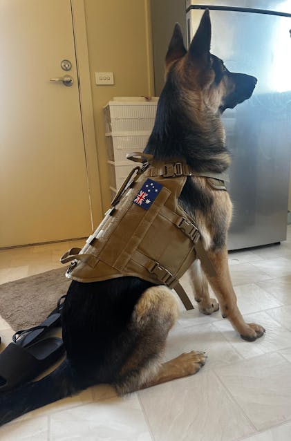 Tactical Dog Harness K9 For Medium Large Dogs – Dog Nation