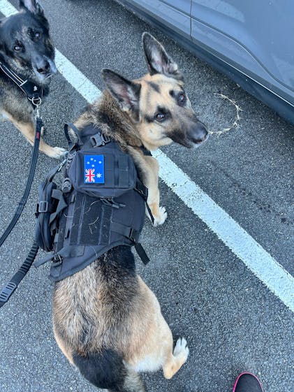 Tactical Dog Harness K9 For Medium Large Dogs – Dog Nation