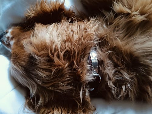 Dog Collar Genuine Leather Brown Free Engraving