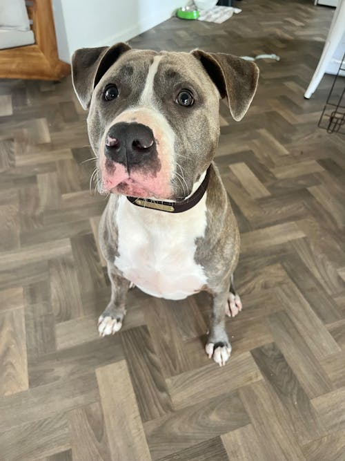 Sirius Genuine Leather Dog Collar Personalised