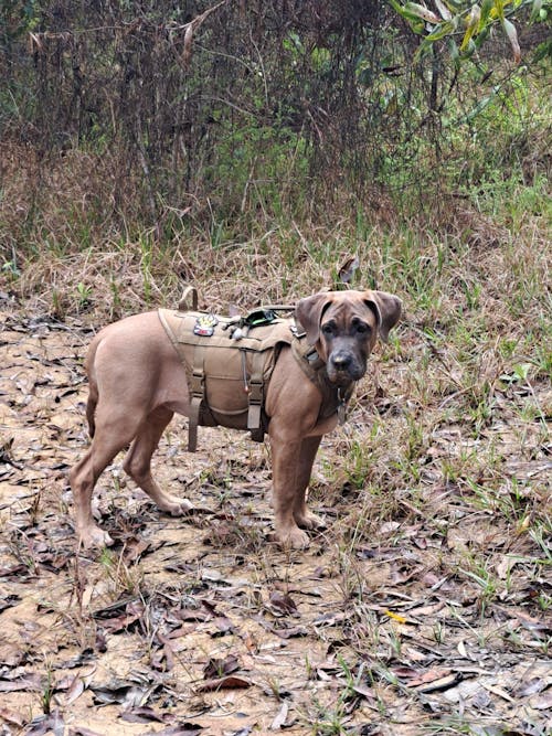 Tactical Dog Harness K9 For Medium Large Dogs