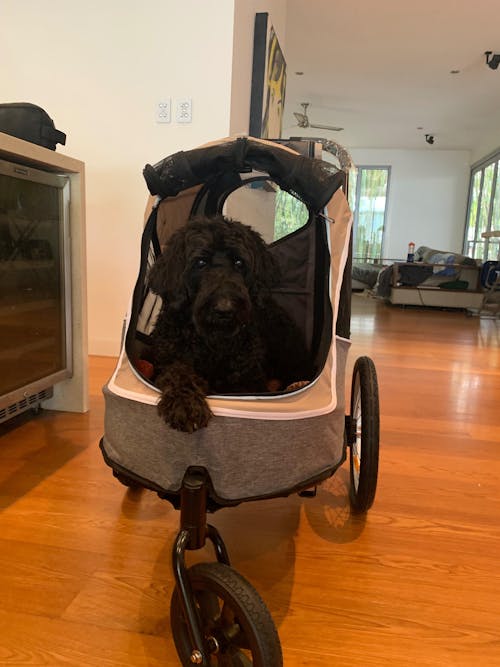 Ibiyaya Happy Pet Trailer/Jogger 2.0 w/Bicycle Attachment