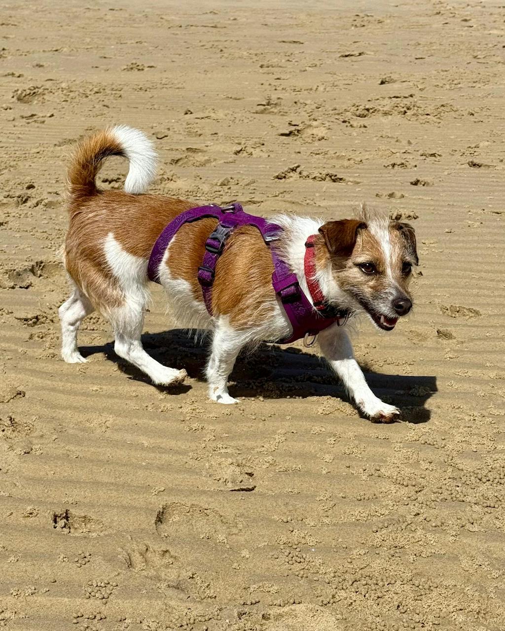 Escape Proof Dog Harness Double-H Waterproof