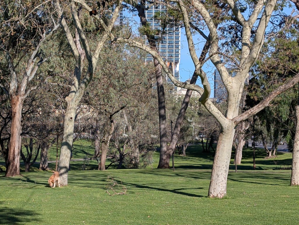 Trail Runner Dog H-Harness