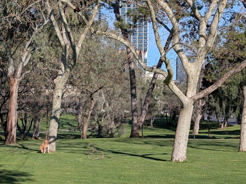 Trail Runner Dog H-Harness