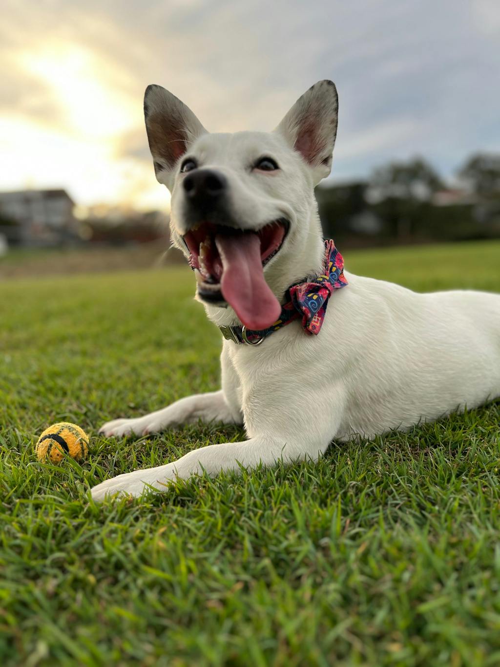 The Deep Graffiti Personalised Dog Collar Leash Set