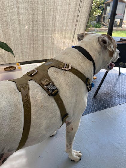 Dog Harness Escape Proof Double-H – Dog Nation