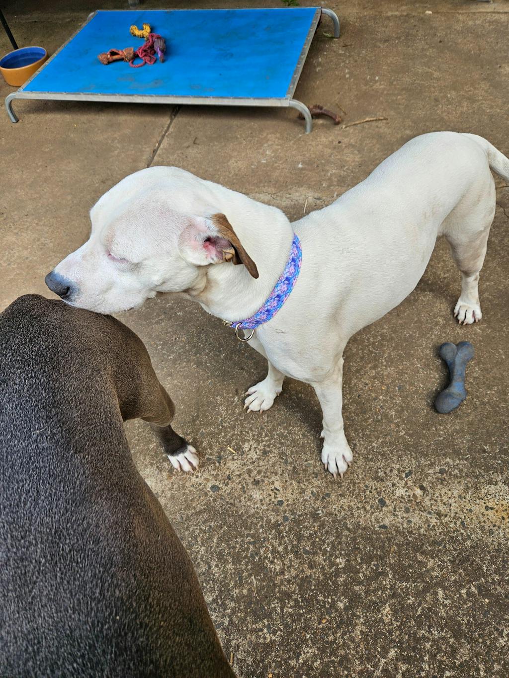 The Purple Jellyfish Personalised Dog Collar
