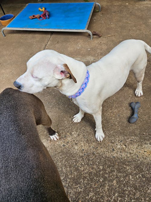 The Purple Jellyfish Personalised Dog Collar