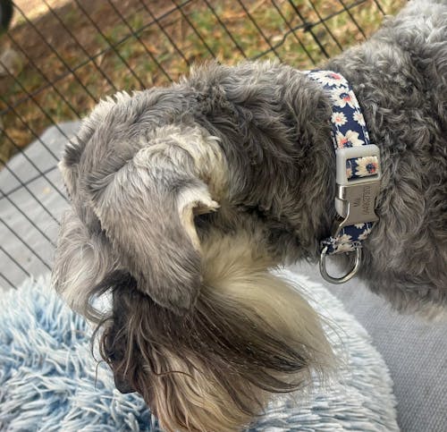 Floral Dog Harness Vest