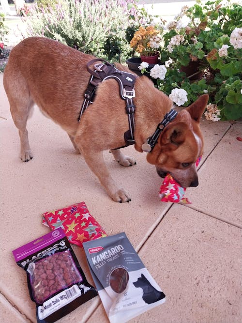 Adventurer No Pull Dog Harness Extra Durable