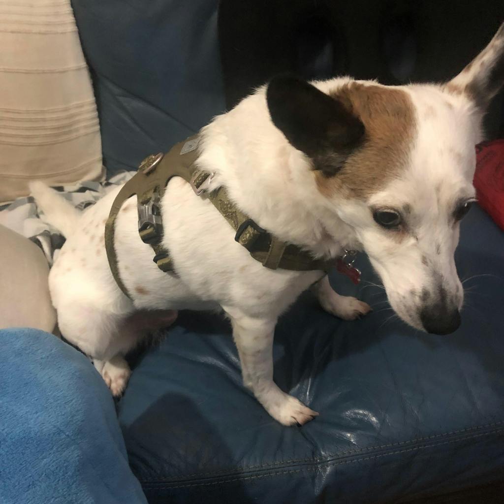 Escape Proof Dog Harness Double-H Waterproof