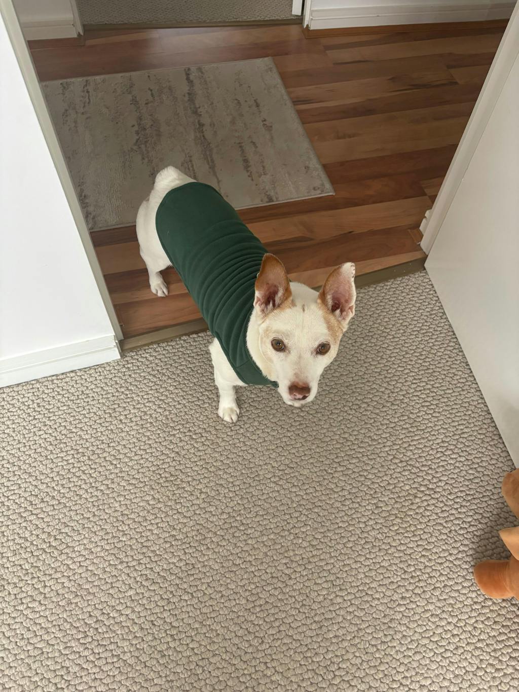 Cold Weather Soft Fleece Dog Jacket