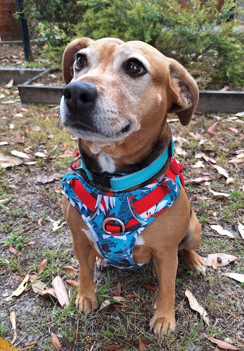 Adventurer No Pull Dog Harness Special Edition