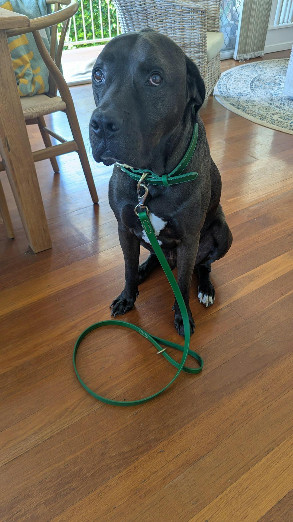 Sirius Genuine Leather Dog Leash