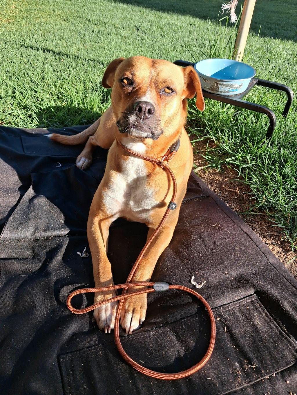 Slip Lead for Dogs of All Sizes