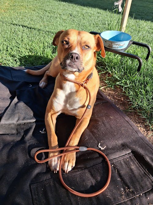 Slip Lead for Dogs of All Sizes