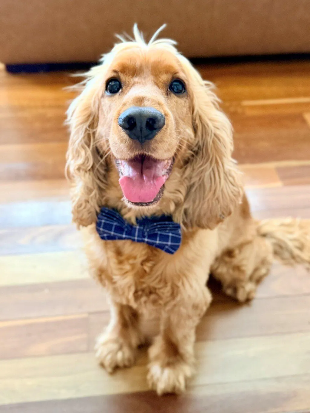 The Deep Blue Plaid Personalised Dog Collar & Leash Set Handmade Laser Engraved