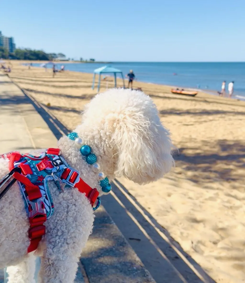 Adventurer No Pull Dog Harness Special Edition