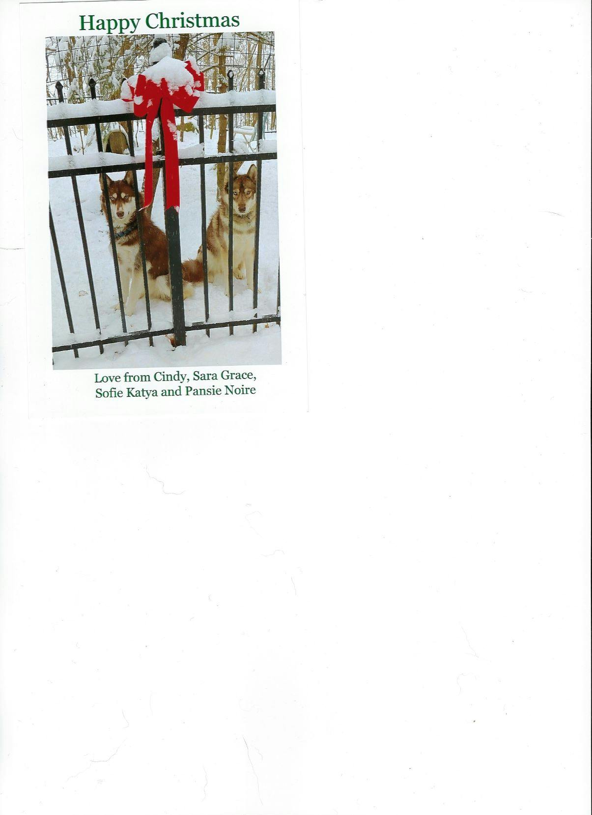 houdini proof dog fence